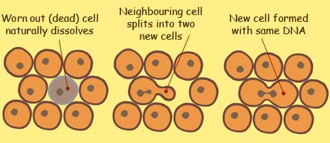 Normal cells dividing
