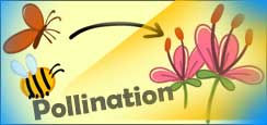 What is Pollination