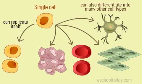 What are Stem Cells?