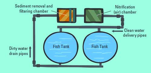 Recirculating systems in aquaculture