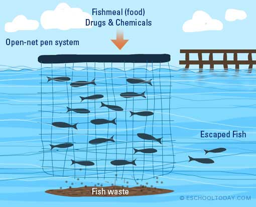 problems of aquaculture systems