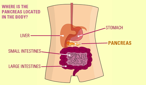 pancrease in the body