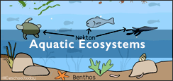 What is aquatic ecosystems