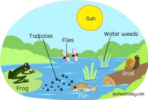 What is an ecosystem and what are some great examples of ecosystems?