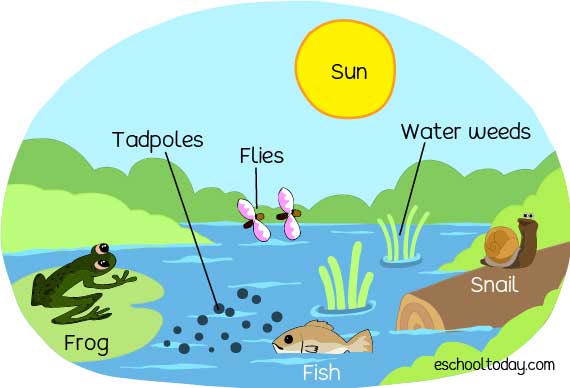 An example of a pond ecosystem