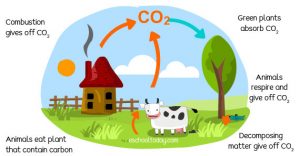 What Is The Carbon Cycle? – Eschooltoday