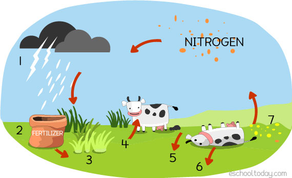 nitrogen cycle animation