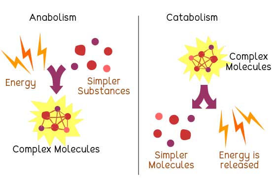 metabolism catabolism and anabolism