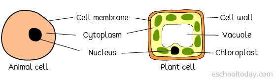 Basic difference between a plant cell and an animal cell