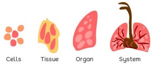 what cells are we made up of