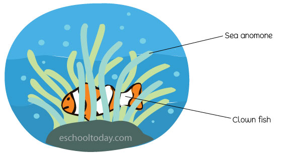 What makes a symbiotic relationship?