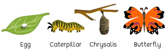 Development stages of a butterfly