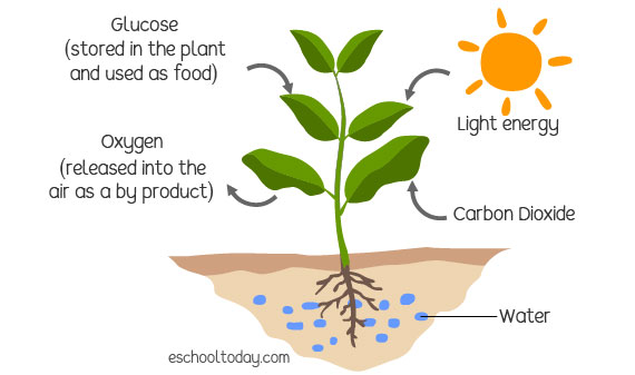 Why do plants need to make their own food?