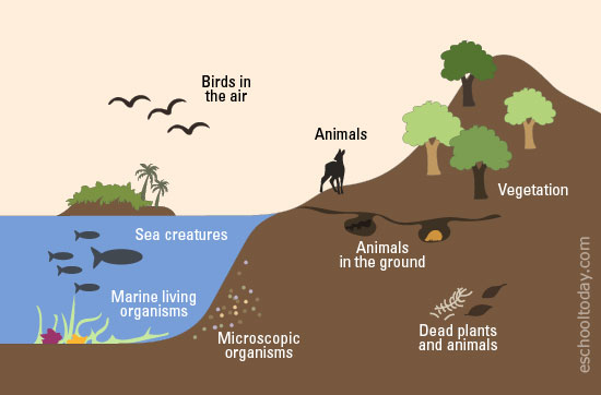 What is The Biosphere and why is it important in The Earth System? –  Eschooltoday