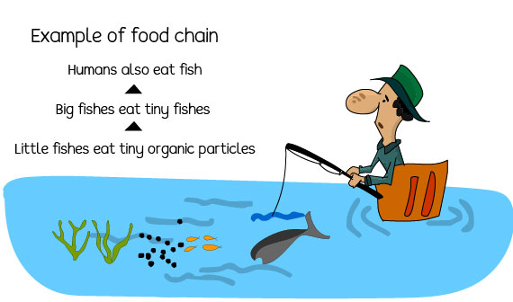 effects of water pollution on humans and environment