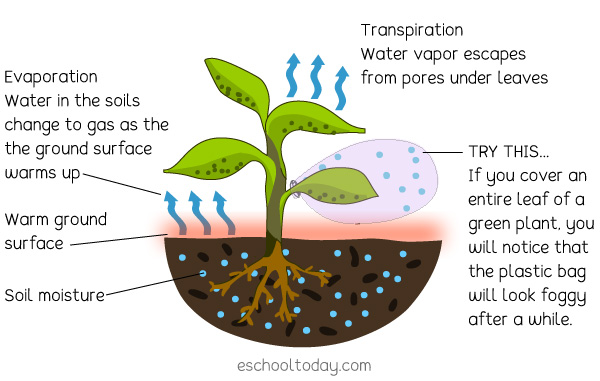 Transpiration And Evapotranspiration Stage Of The Water Cycle