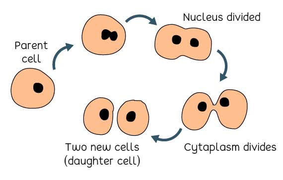 The process of mitosis