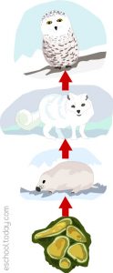 Tundra Food Chain