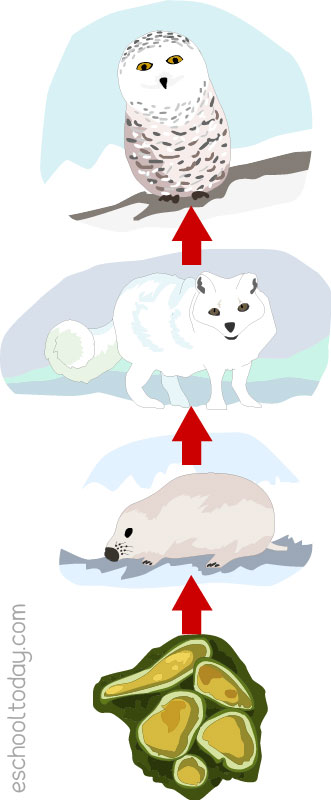 The food chain in the tundra biome