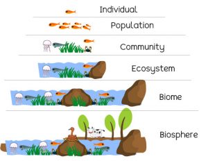 Levels of organization in an ecosystem – Eschooltoday