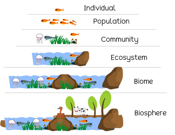 Levels of organisation in an ecosystem