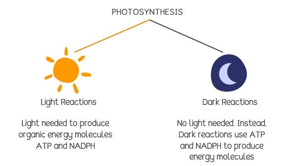 Light and dark reactions in photosynthesis