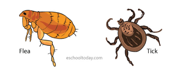 examples of parasitism relationship in animals