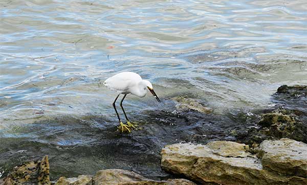 We spotted this bird at the beach filling its tummy with some kind of shell organisms. Which one is the predator? Which one is the prey?