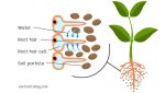 Structure of the root hairs | Eschooltoday