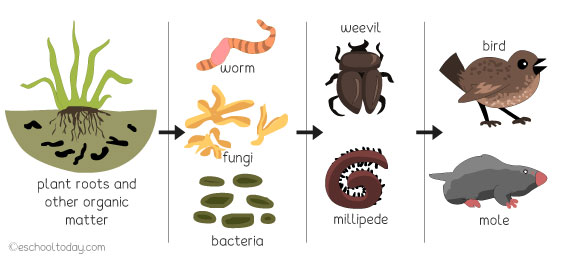 An example of a food web that begins in the soil 