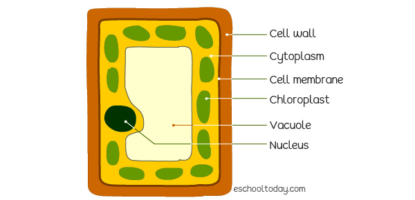 Structure of a mesophyll cell