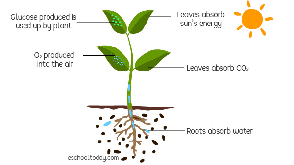 Photosynthesis In Plants