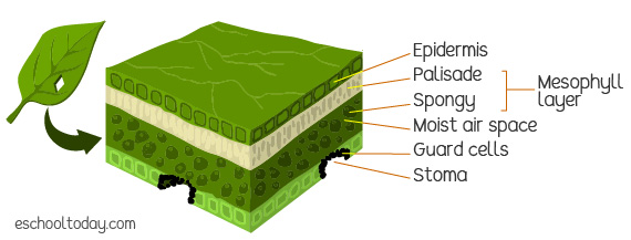 The basic structure of a leaf