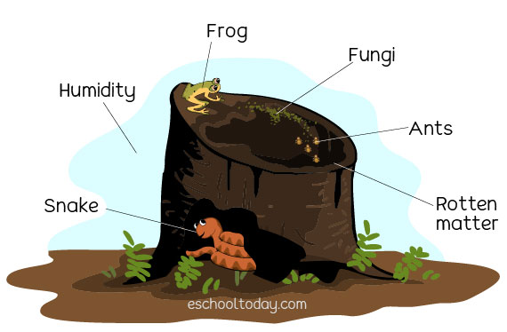 Tree trunk ecosystem