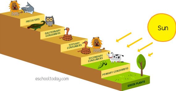 Name The Third Trophic Level In The Food Chain