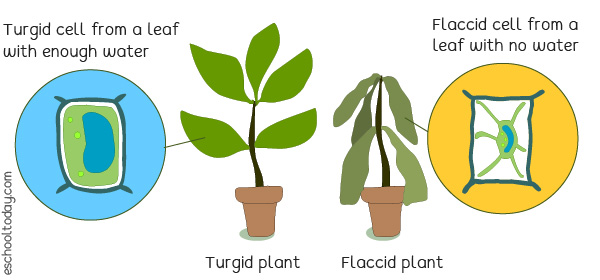 Plants with water in the leaf cells