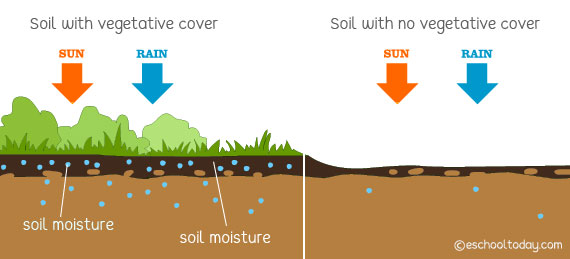 How does vegetation protect soils?