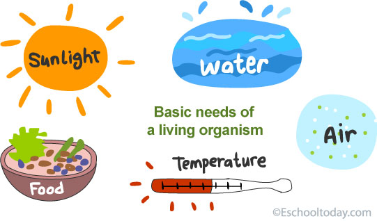 What are the basic needs of all living organisms