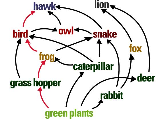 An example of a simple food web
