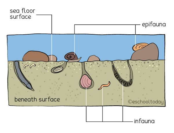 What is Benthos? – Eschooltoday