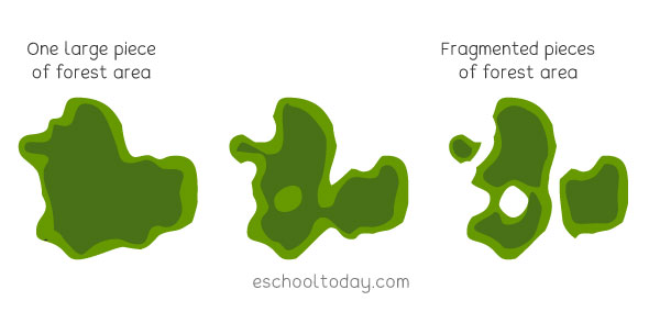 What is forest fragmentation?