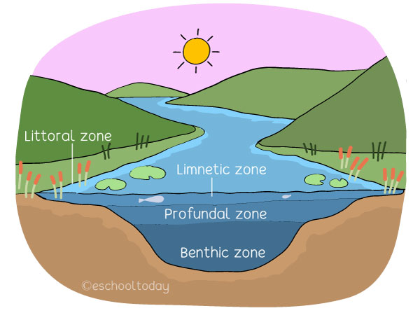 E&E Chapter 3: Types of ecosystems – UPSC Bureau