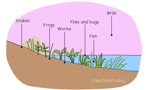 Life along a Lotic System