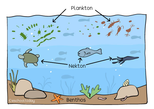 What is nekton in aquatic ecosystems? | Eschooltoday