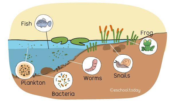 Characteristics of Marine Ecosystems