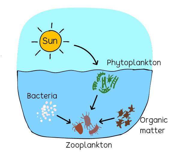 What Is Plankton In A Healthy Aquatic Ecosystem Eschooltoday