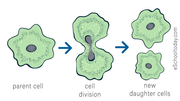 example of binary fission