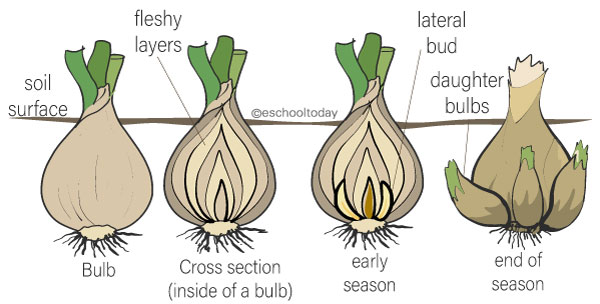 What is a bulb in vegetative propagation