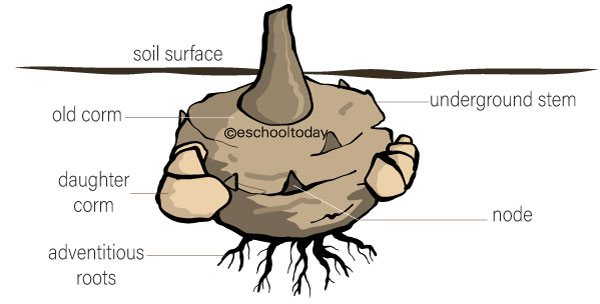 What is a corm in vegetative propagation?