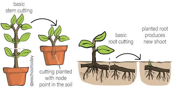 Vegetative Reproduction 